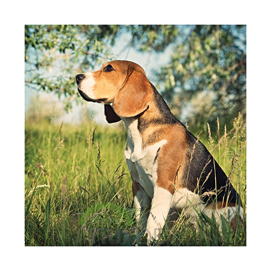Tarjeta Beagle en la Hierba, 15 x 15 cm           