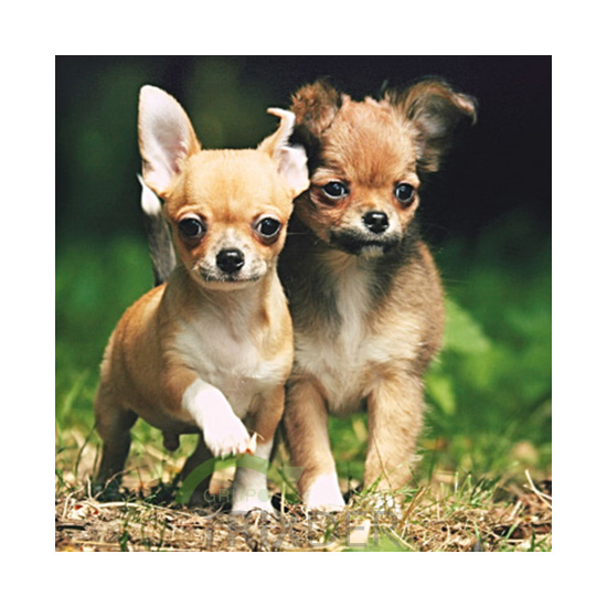 Tarjeta 2 Chihuahuas, 15 x 15 cm                  