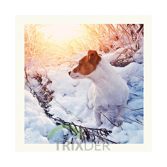 Tarjeta Jack Russel Terrier, 15 x 15 cm           
