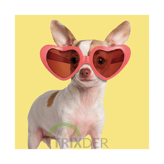 Tarjeta Fashion Chihuahua con Gafas, 15 x 15 cm   