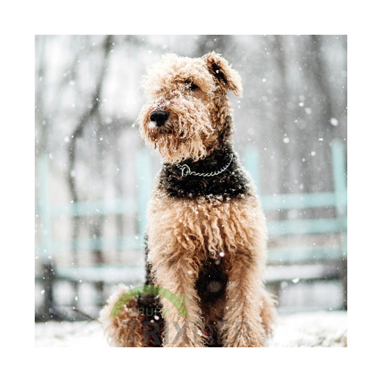 Tarjeta Airedale Terrier en la Nieve 15 x 15 cm   